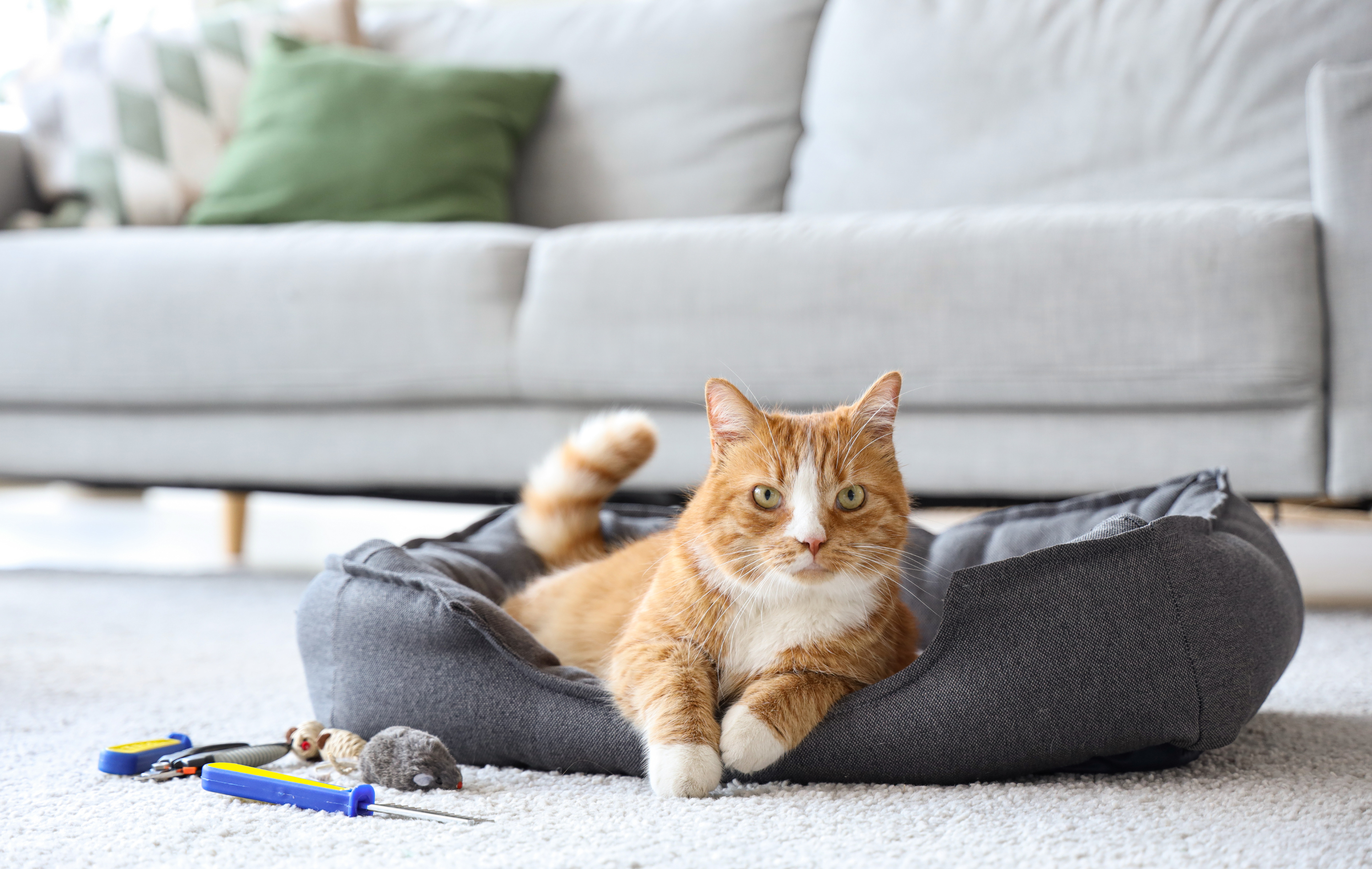 Cozy Dreams for Pets: The Ultimate Pet Bed Guide